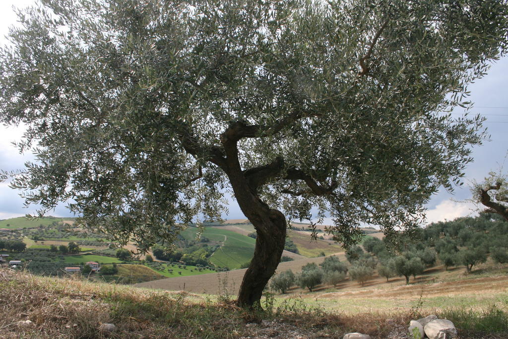 Penne Agriturismo Cignale מראה חיצוני תמונה